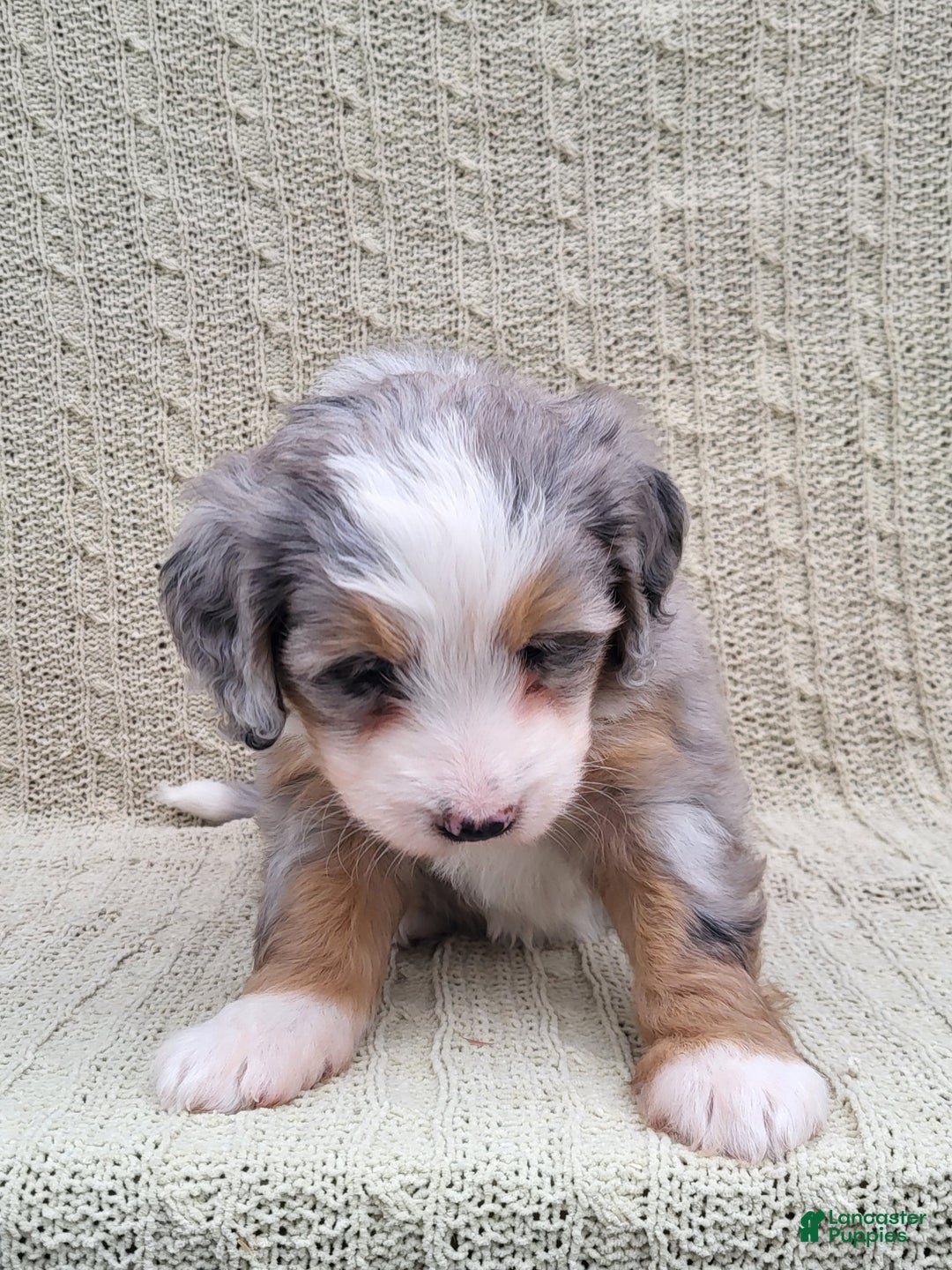 Mini Bernedoodle dogs for sale: Savanna - Ad 7