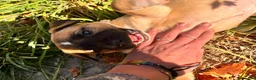 Mixed Breed dogs for sale: Girl 2 - Ad 4