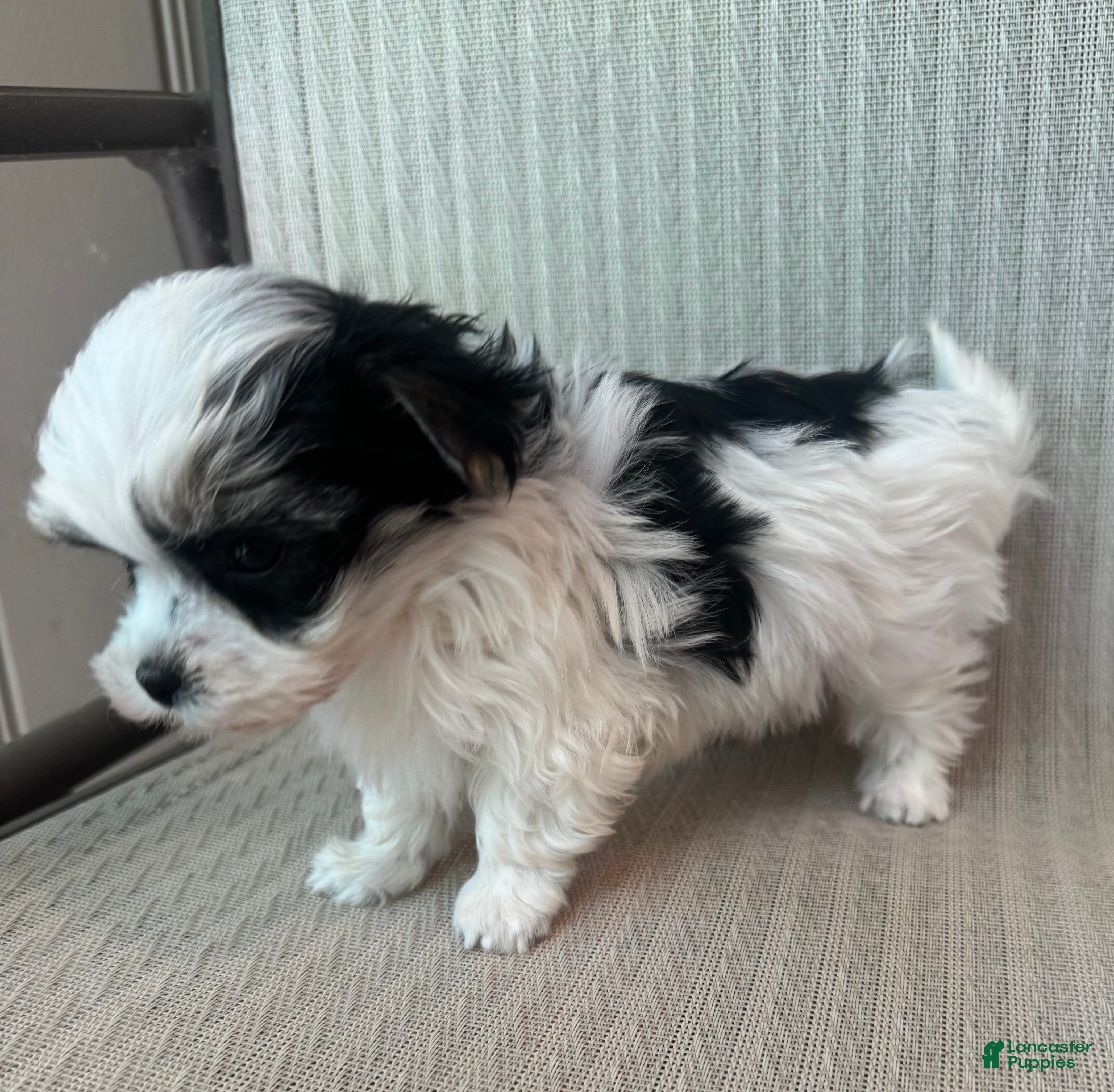 Morkie dogs for sale: Tiny female  - Ad 2