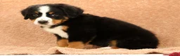 Bernese Mountain Dog dogs for sale: Zack - Ad 8