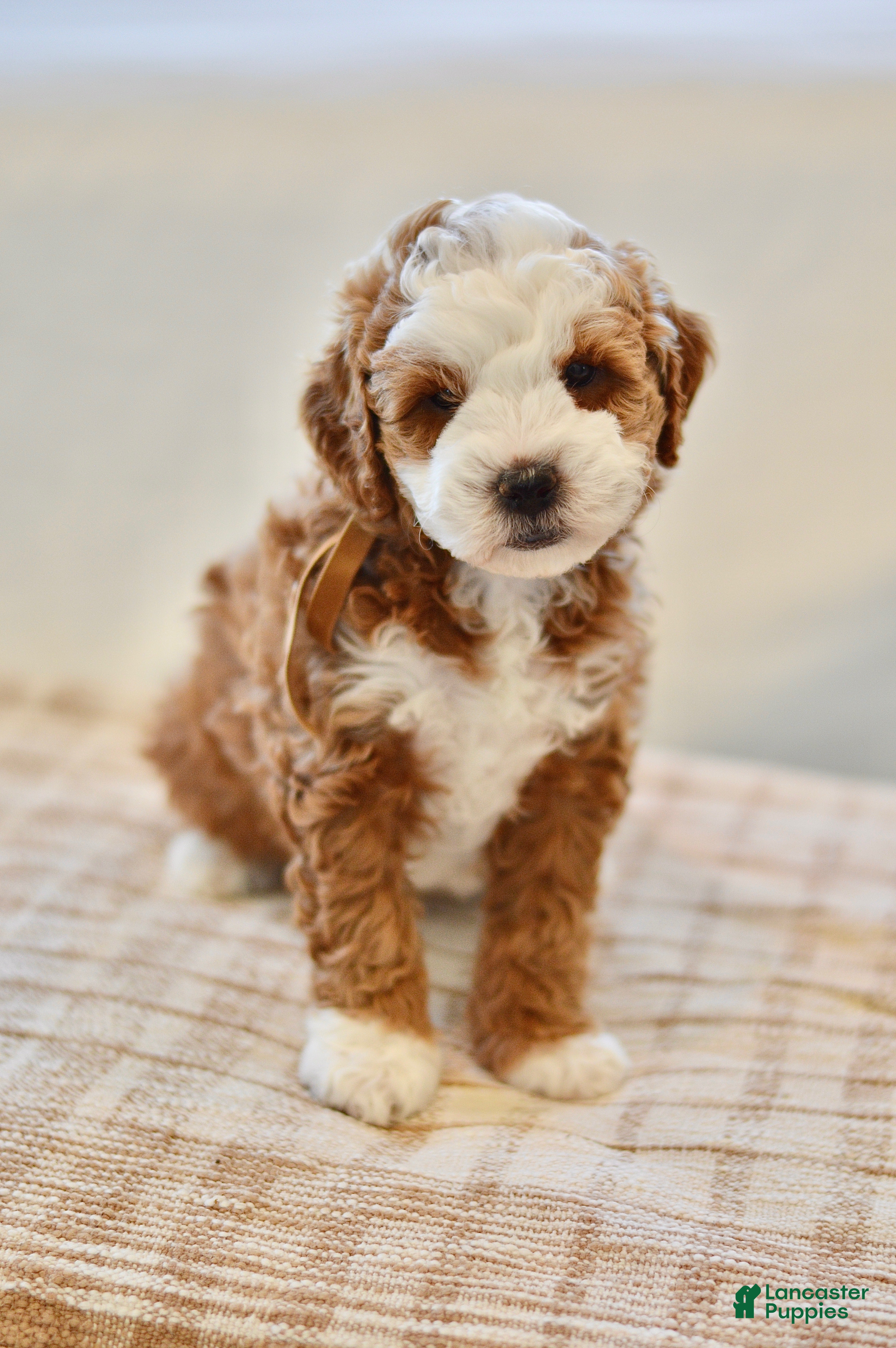 Goldendoodle dogs Clove - Ad 40