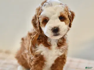 Goldendoodle dogs Clove - Ad 40