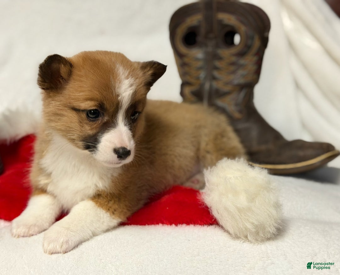 Welsh Corgi Pembroke dogs for sale: Boots - Ad 3