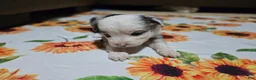 Miniature Australian Shepherd dogs for sale: Miniature Australian Shepherd Puppy 2 - Ad 2