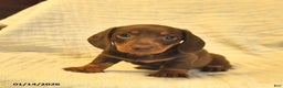 Miniature Dachshund dogs for sale: Leo  - Ad 2