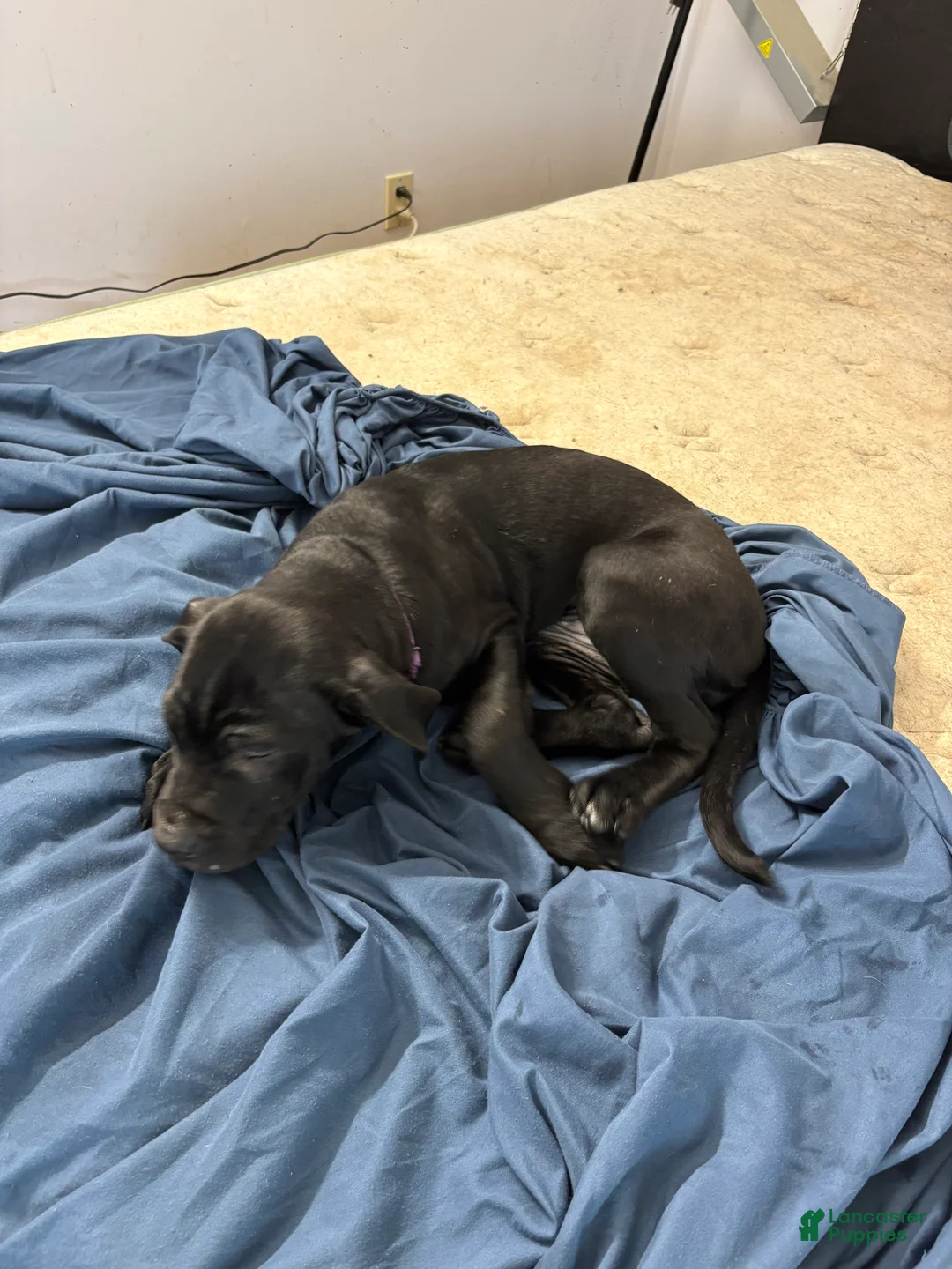 Mixed Breed dogs for sale: Mixed Breed Puppy 6 - Ad 2