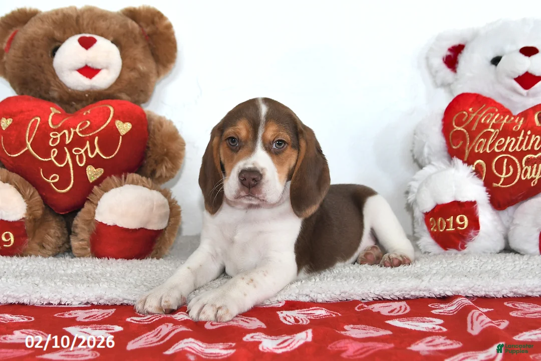 Beagle dogs for sale: Winston - Ad 5
