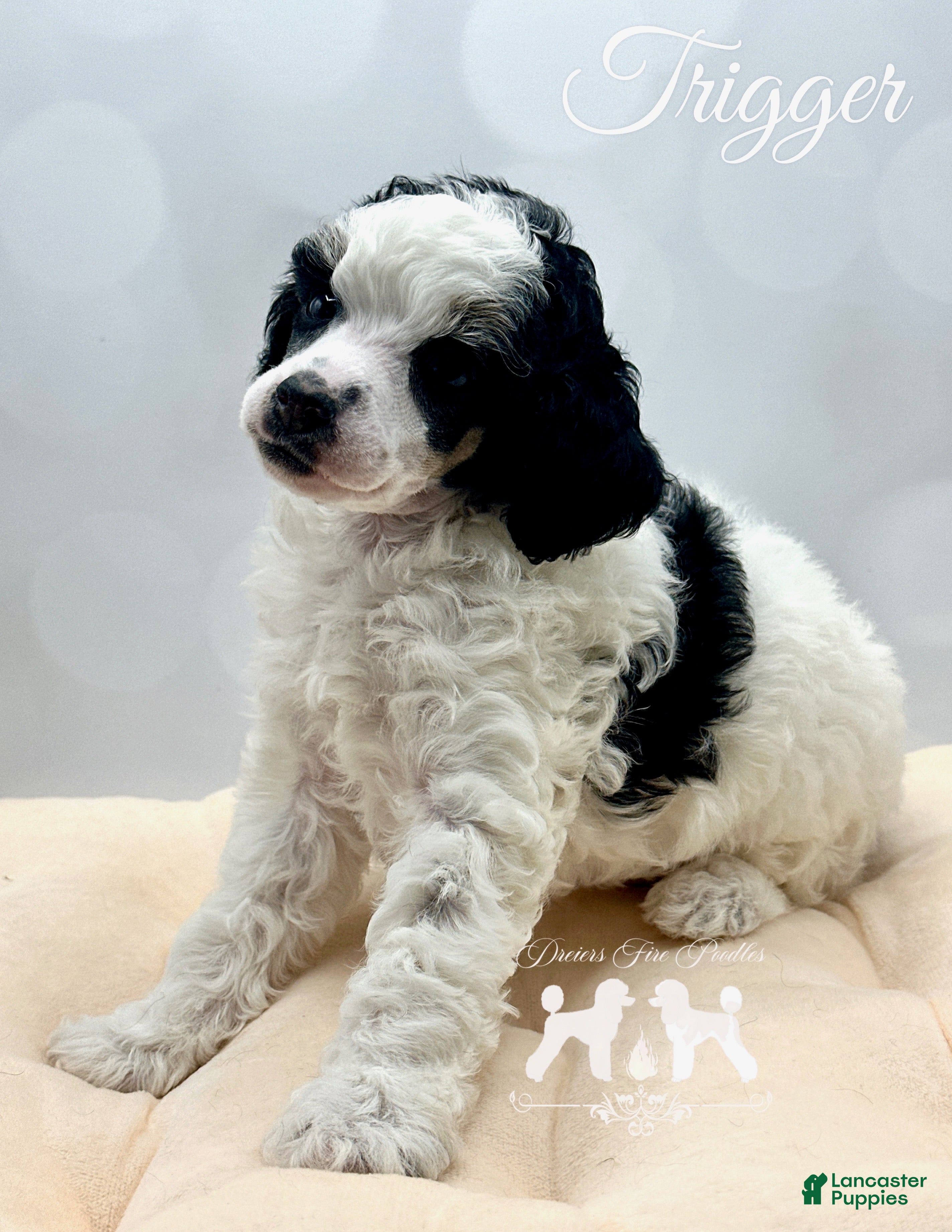 Miniature Poodle dogs for sale: Miniature Poodle Puppy 2 - Ad 2