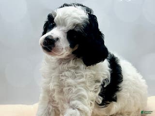 Miniature Poodle dogs Miniature Poodle Puppy 2 - Ad 3