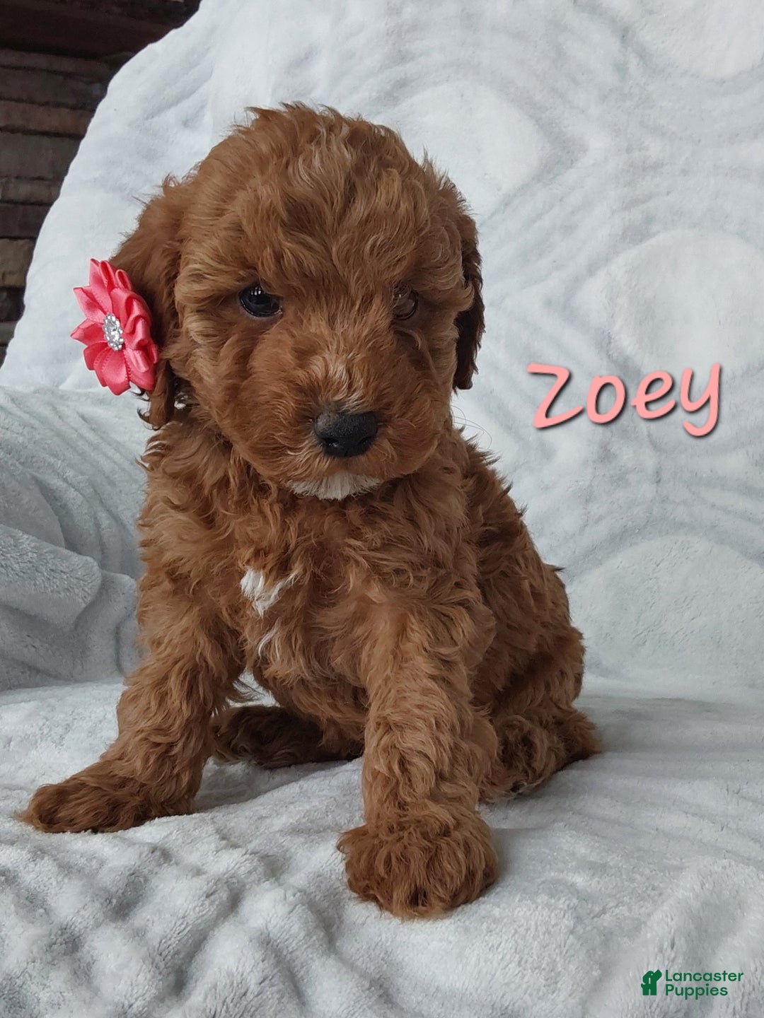 Cavapoo dogs for sale: Cavapoo Puppy 3 Zoey - Ad 1