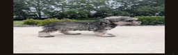 Miniature Schnauzer dogs for sale: Susie - Ad 6