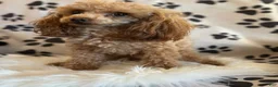 Toy Poodle dogs for sale: AKC Coal - Ad 9
