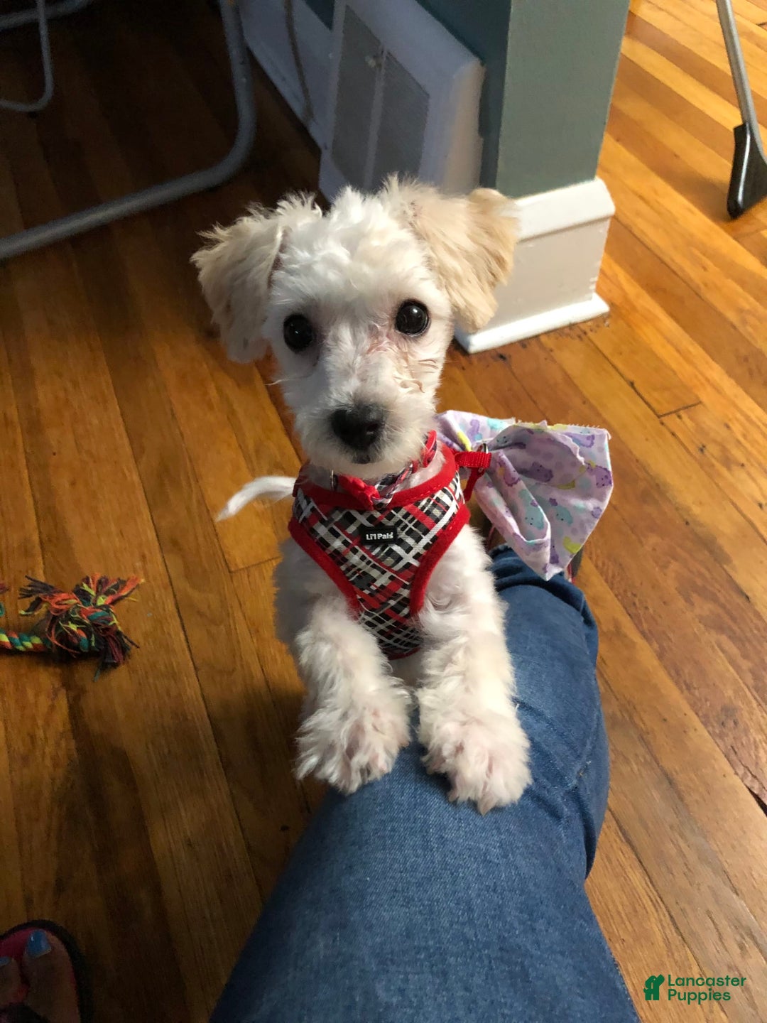 Gallery Image {{count}}