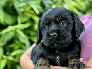 Cocker Spaniel dogs Maverick - Ad 11