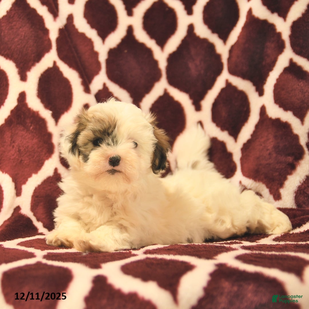 Teddy Bear dogs for sale: Beauty  - Ad 2