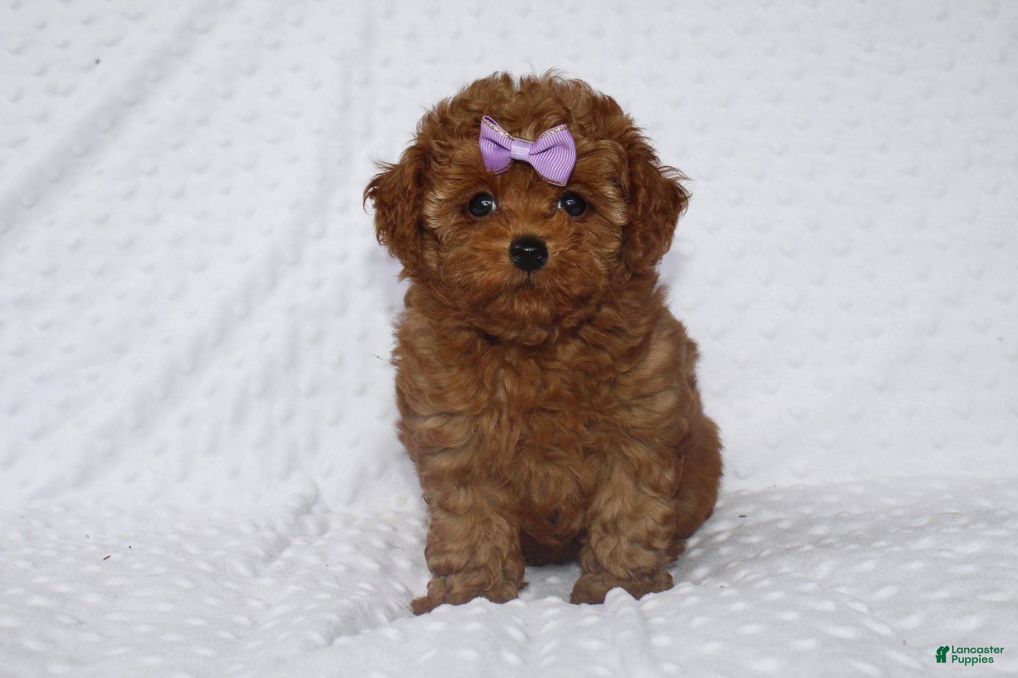 Toy Poodle dogs Jenny - Ad 2