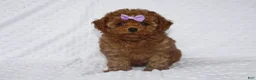 Toy Poodle dogs for sale: Jenny - Ad 2