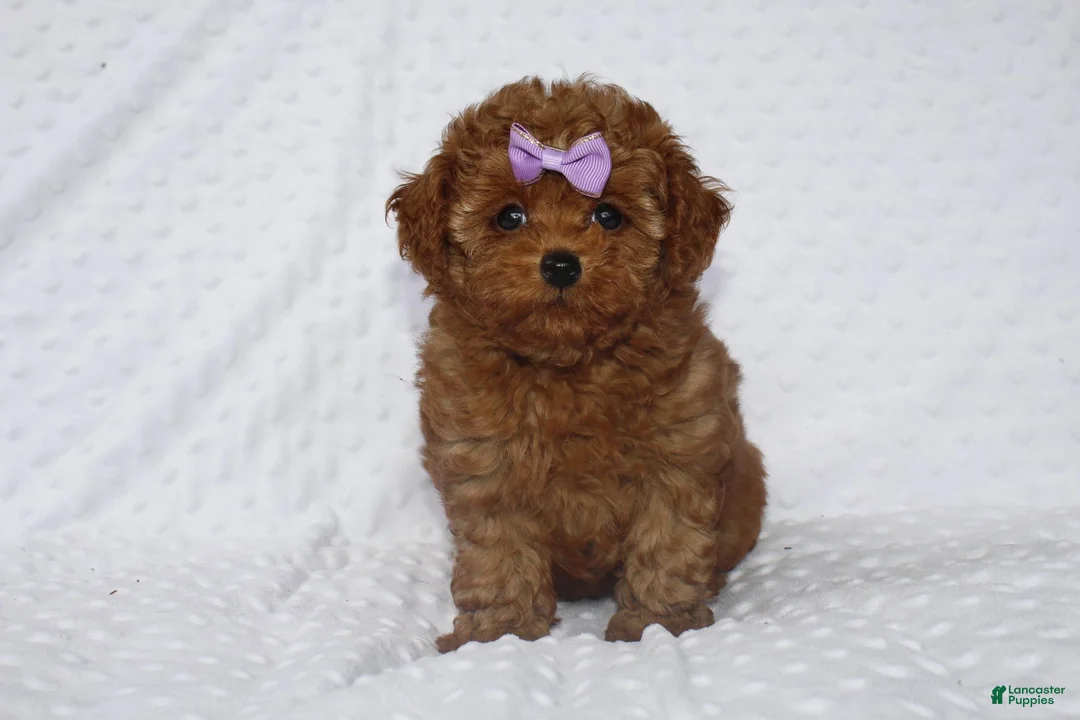 Toy Poodle dogs for sale: Jenny - Ad 2