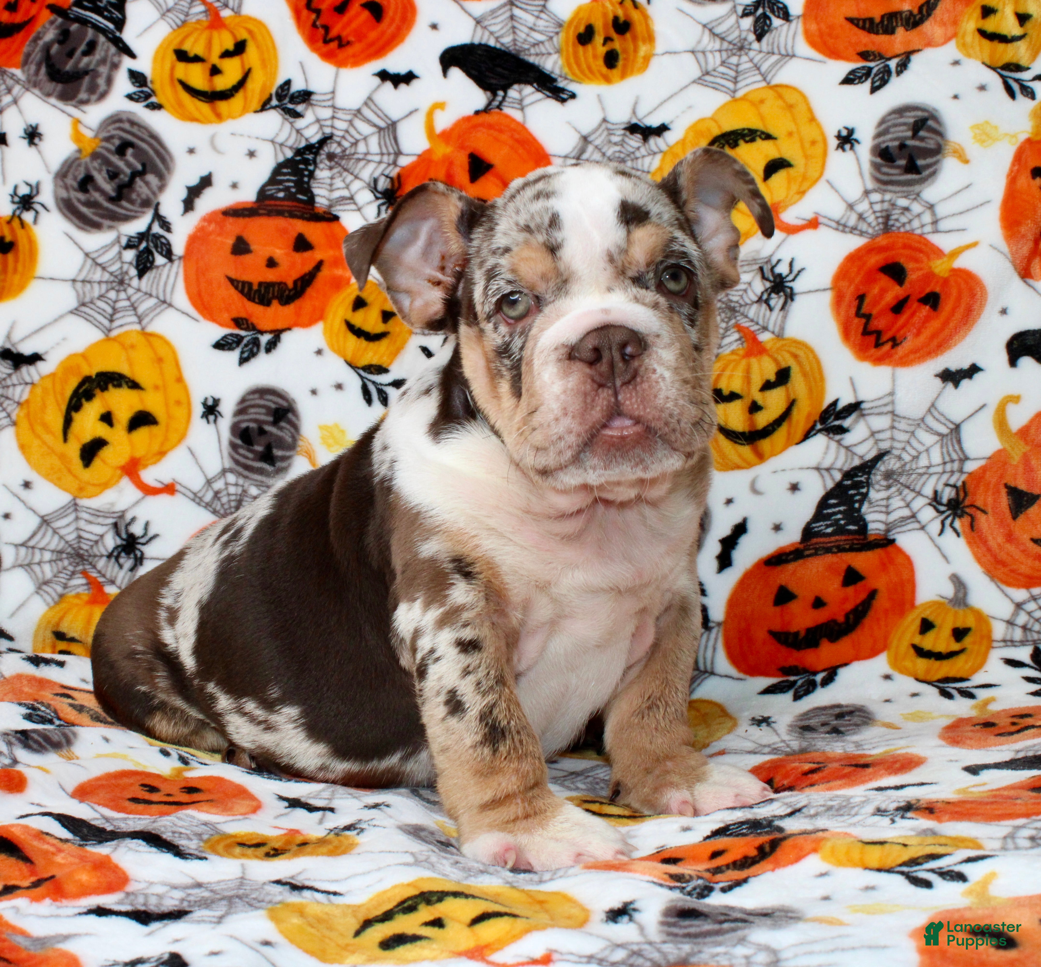 English Bulldog dogs Diva  - Ad 2