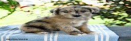 Aussiedoodle dogs for sale: Macy - Ad 3