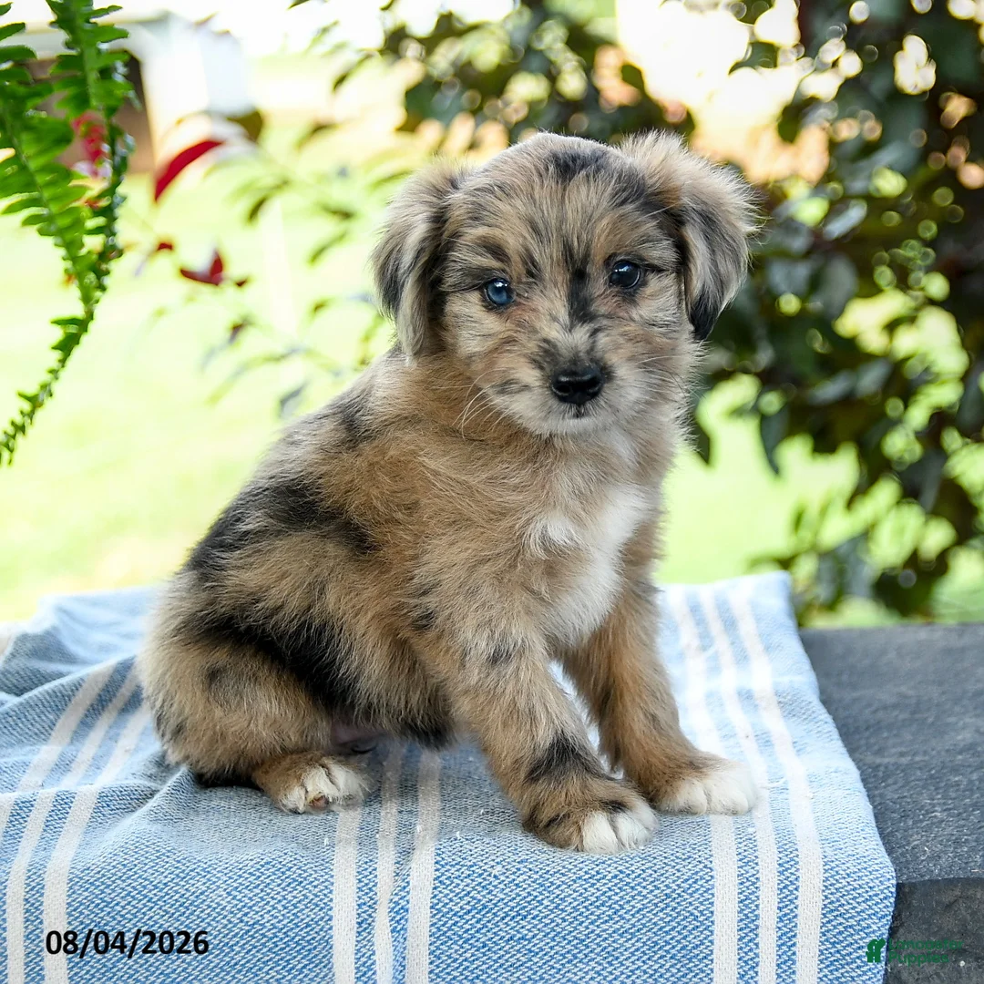 Aussiedoodle dogs for sale: Macy - Ad 3