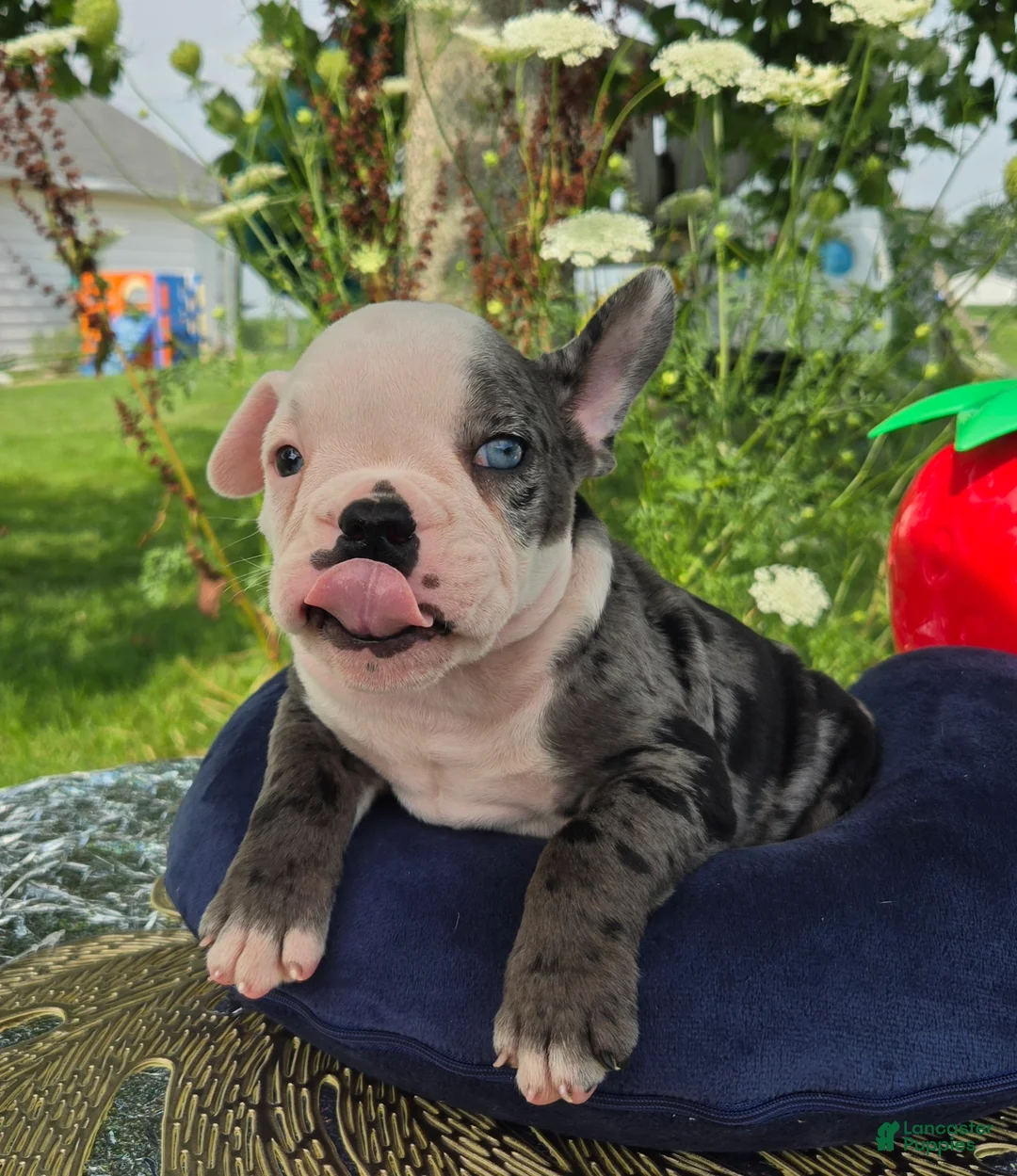 Olde English Bulldogge dogs for sale: Rocky - Ad 2