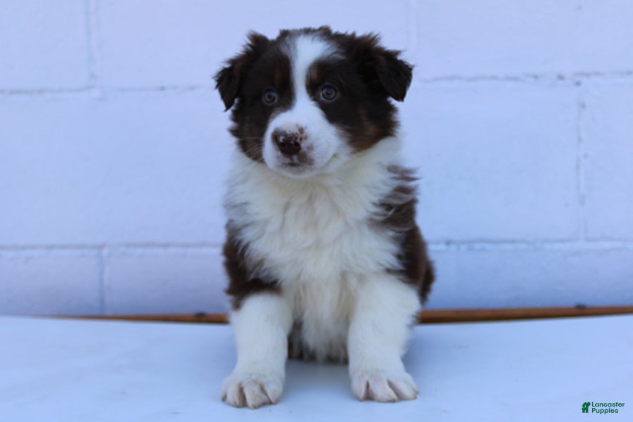 Australian Shepherd dogs Samson - Ad 1