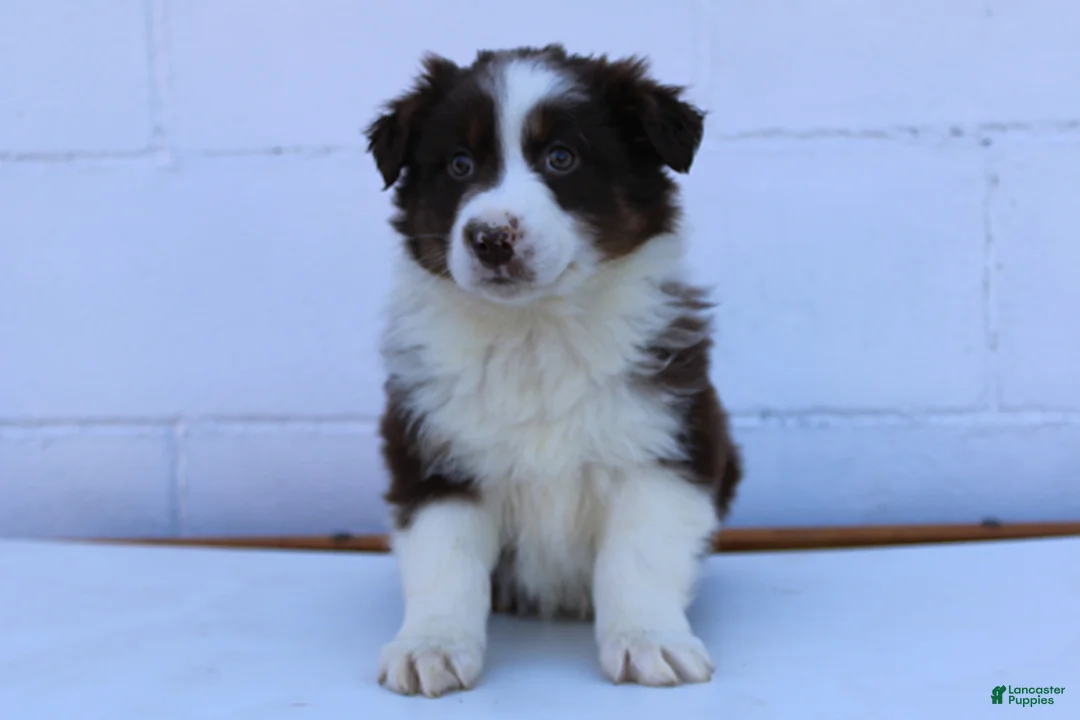 Australian Shepherd dogs for sale: Samson - Ad 1