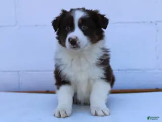 Australian Shepherd dogs for sale: Samson - Ad 4