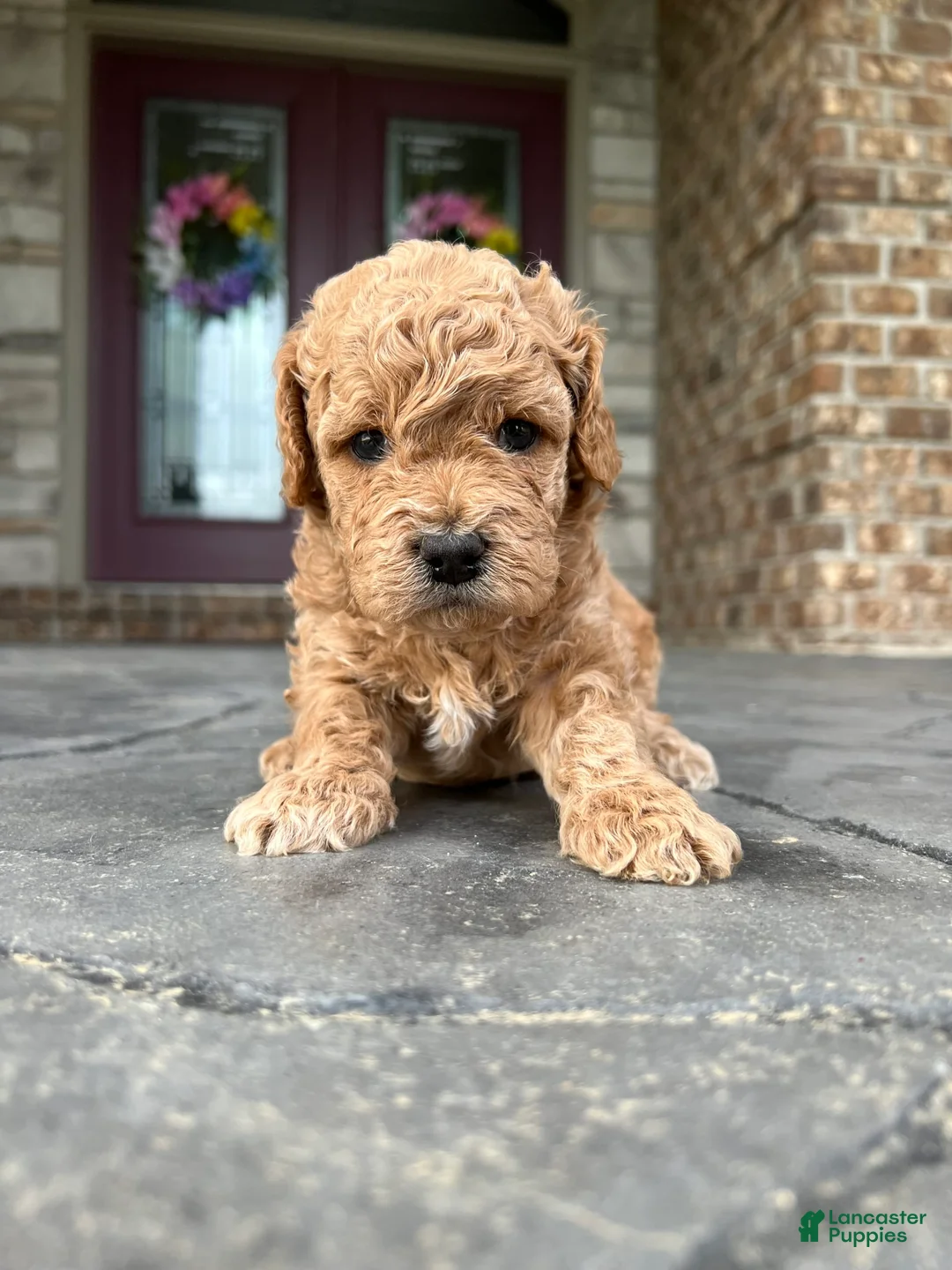 Gallery Image {{count}}