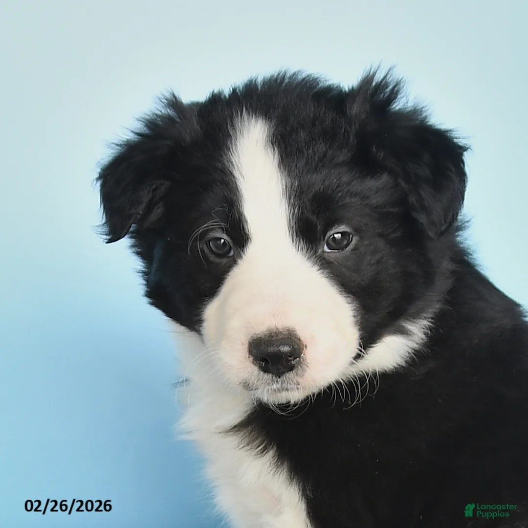 Border Collie dogs for sale: Finn - Ad 3