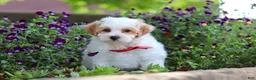 Maltipoo dogs for sale: Joey - Ad 3