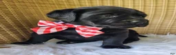 Labrador Retriever dogs for sale: Sarayah - Ad 5