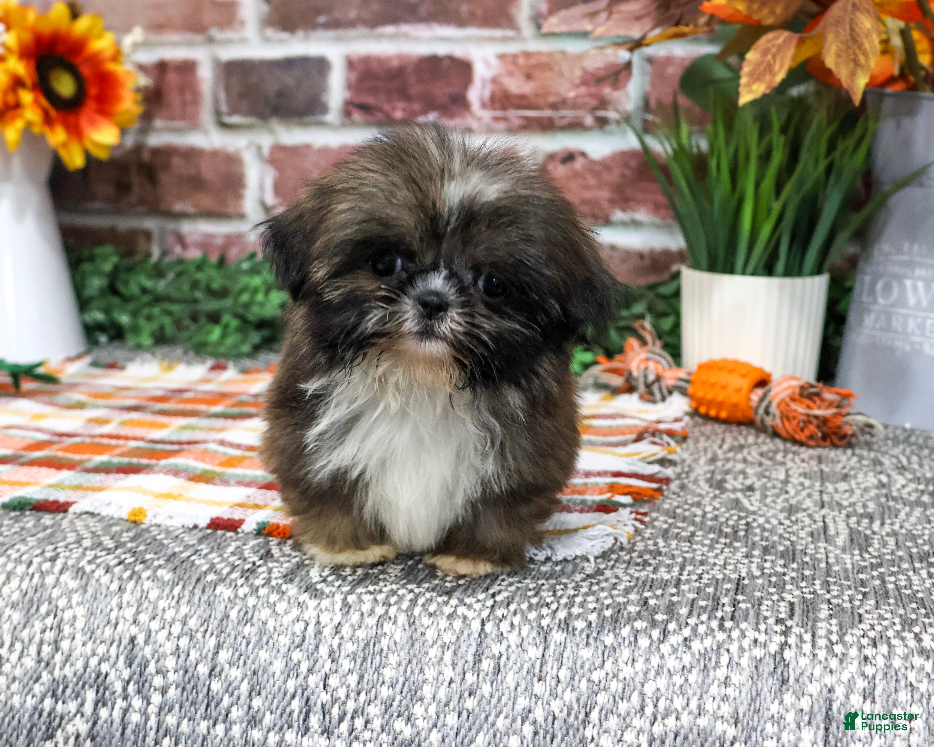 Shih Tzu dogs Hayes - Ad 1