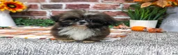 Shih Tzu dogs for sale: Hayes - Ad 1