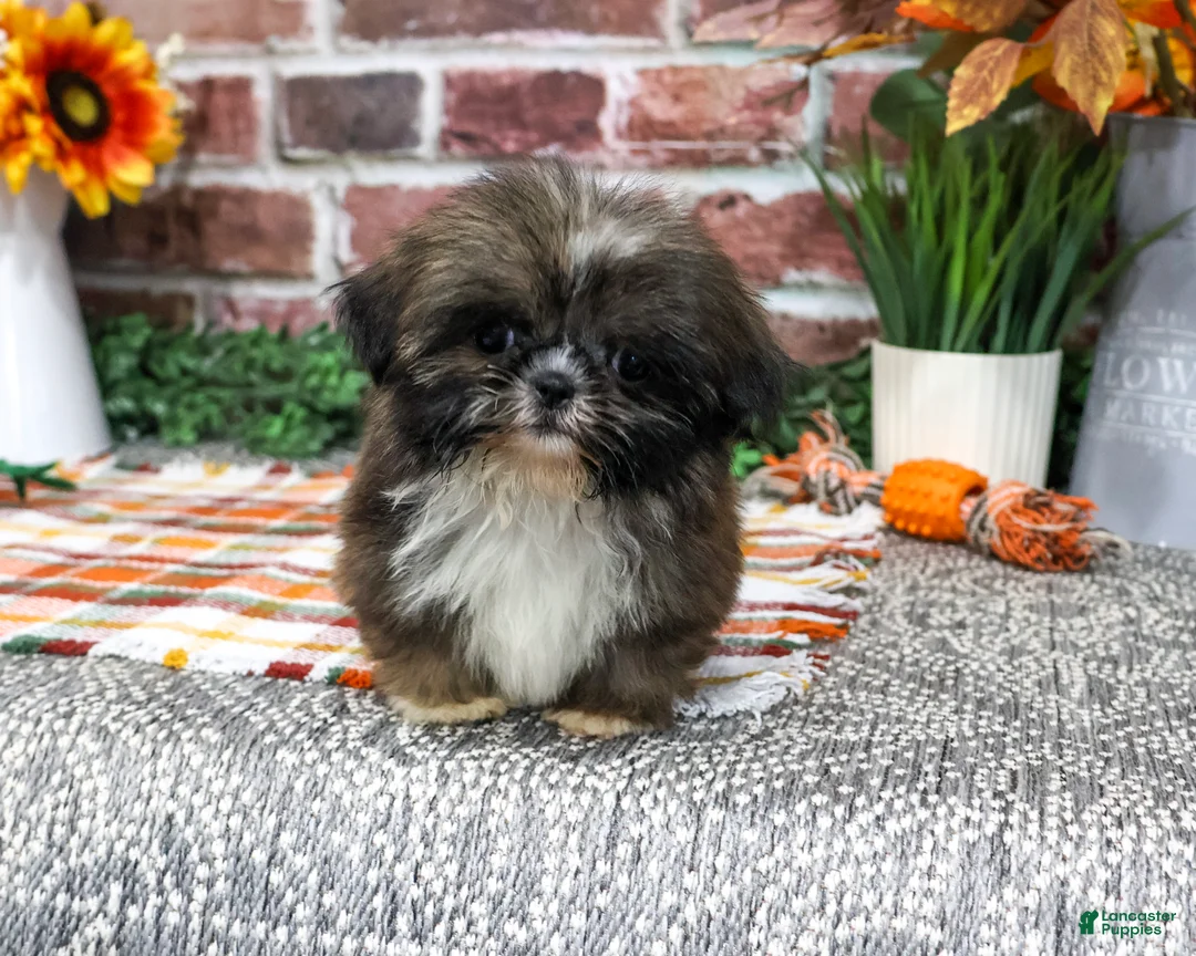 Shih Tzu dogs for sale: Hayes - Ad 1
