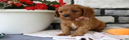Cavapoo dogs for sale: Sierra - Ad 1
