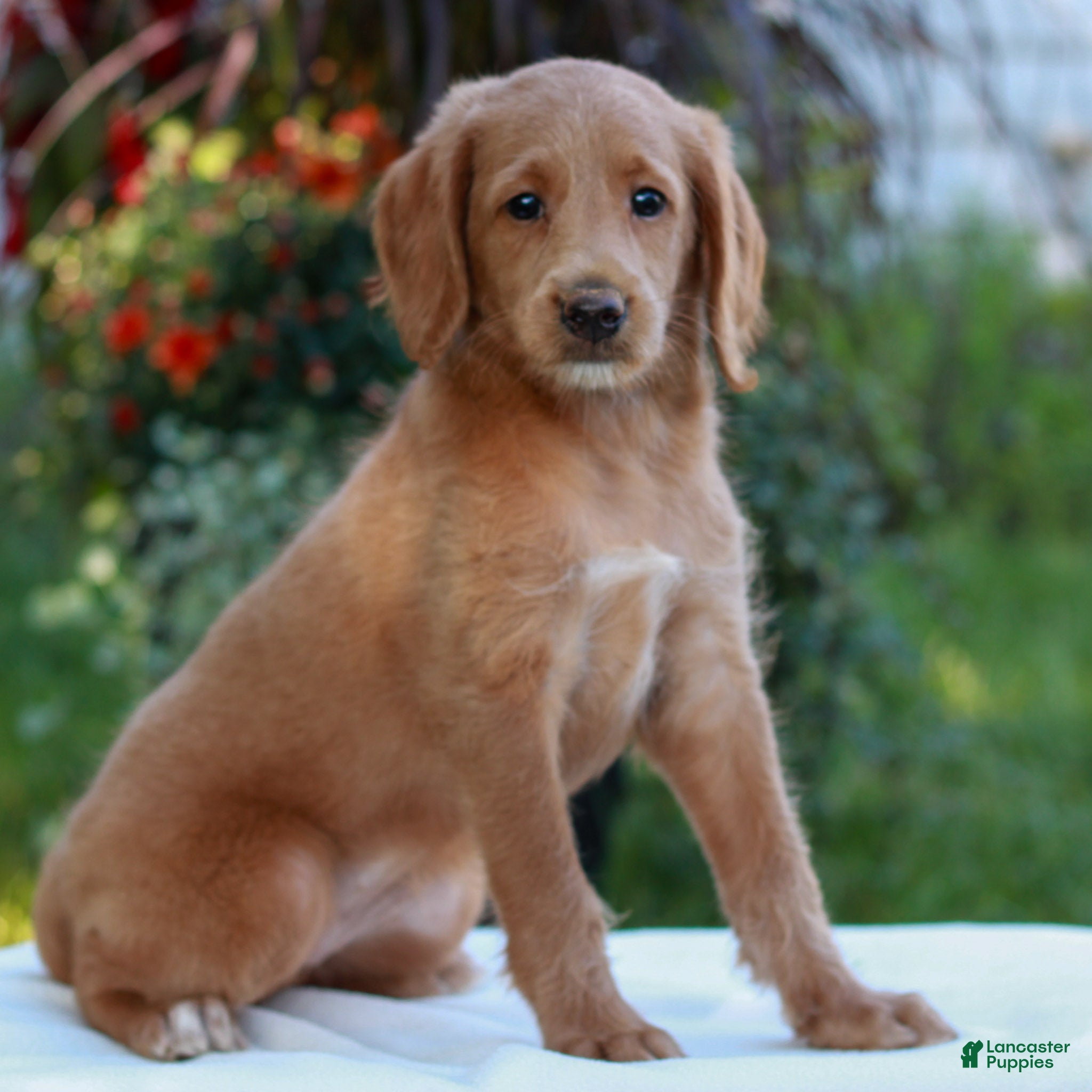 Miniature Labradoodle dogs Demi  - Ad 2