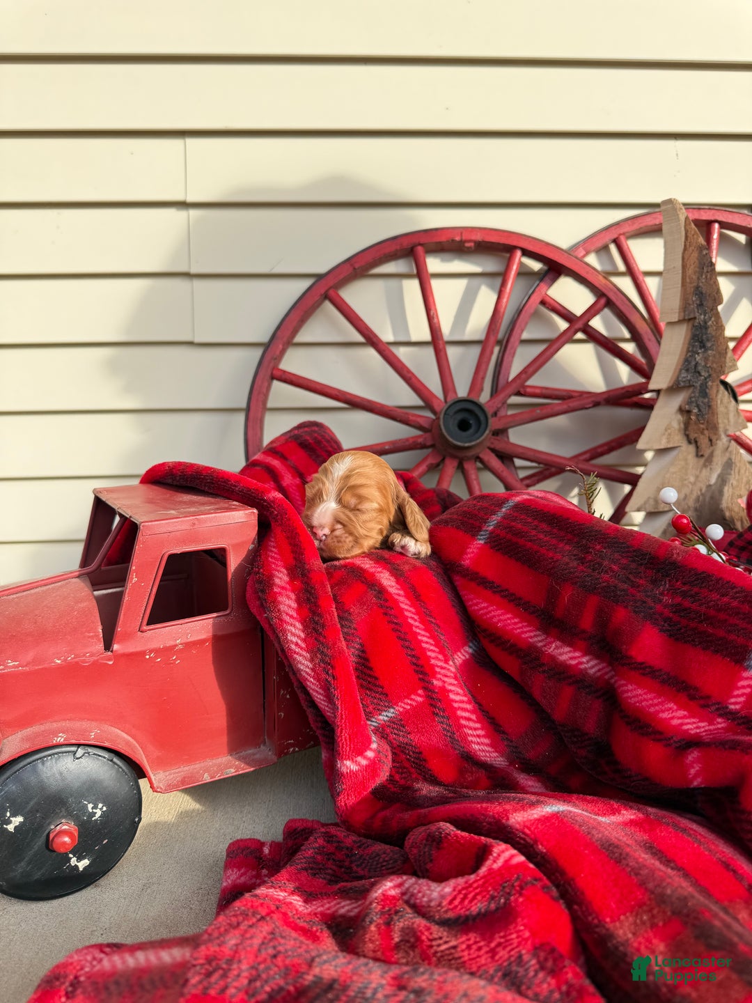 Cocker Spaniel dogs for sale: Alfie - Ad 3