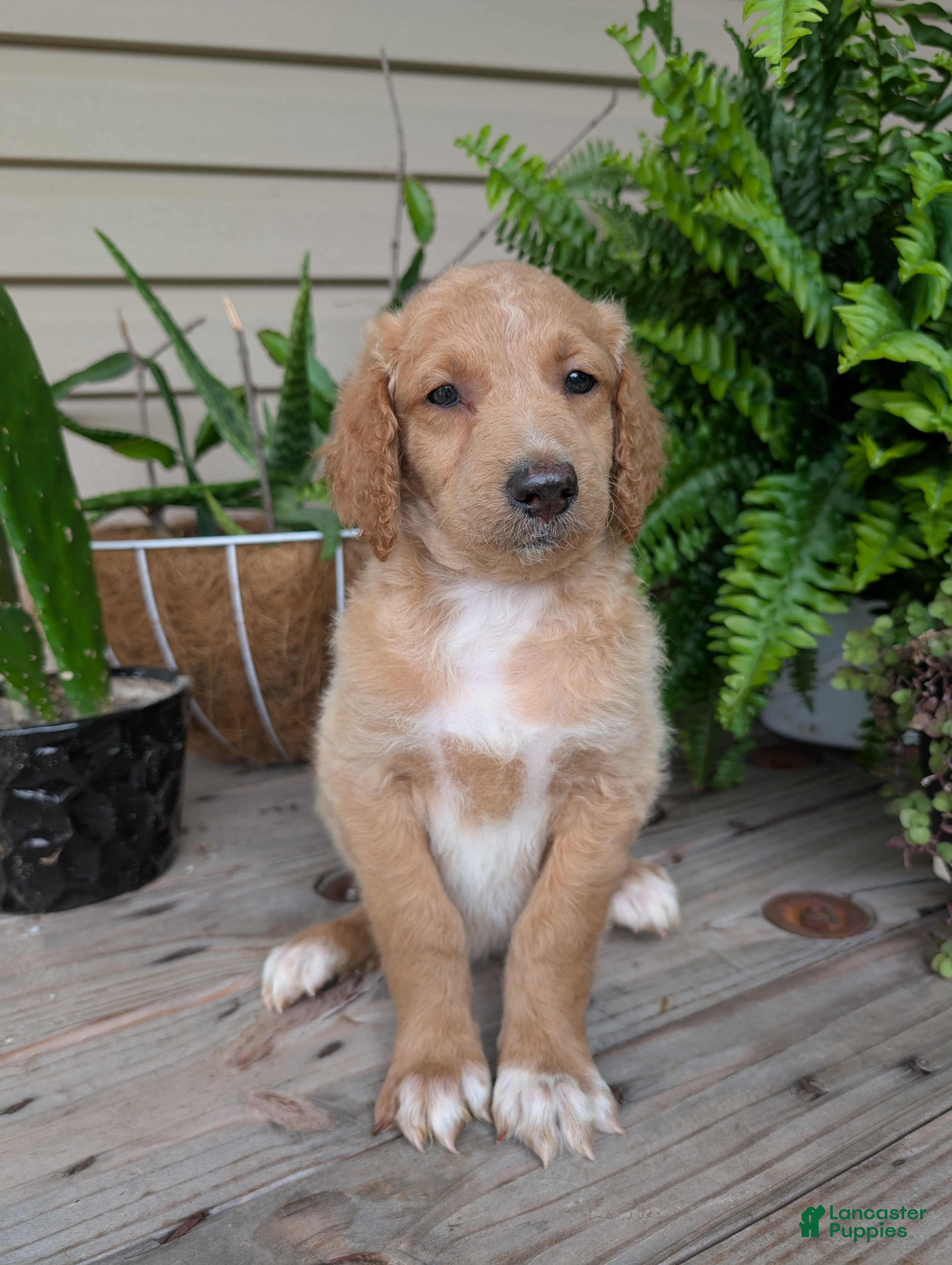 Goldendoodle dogs Issie - Ad 2