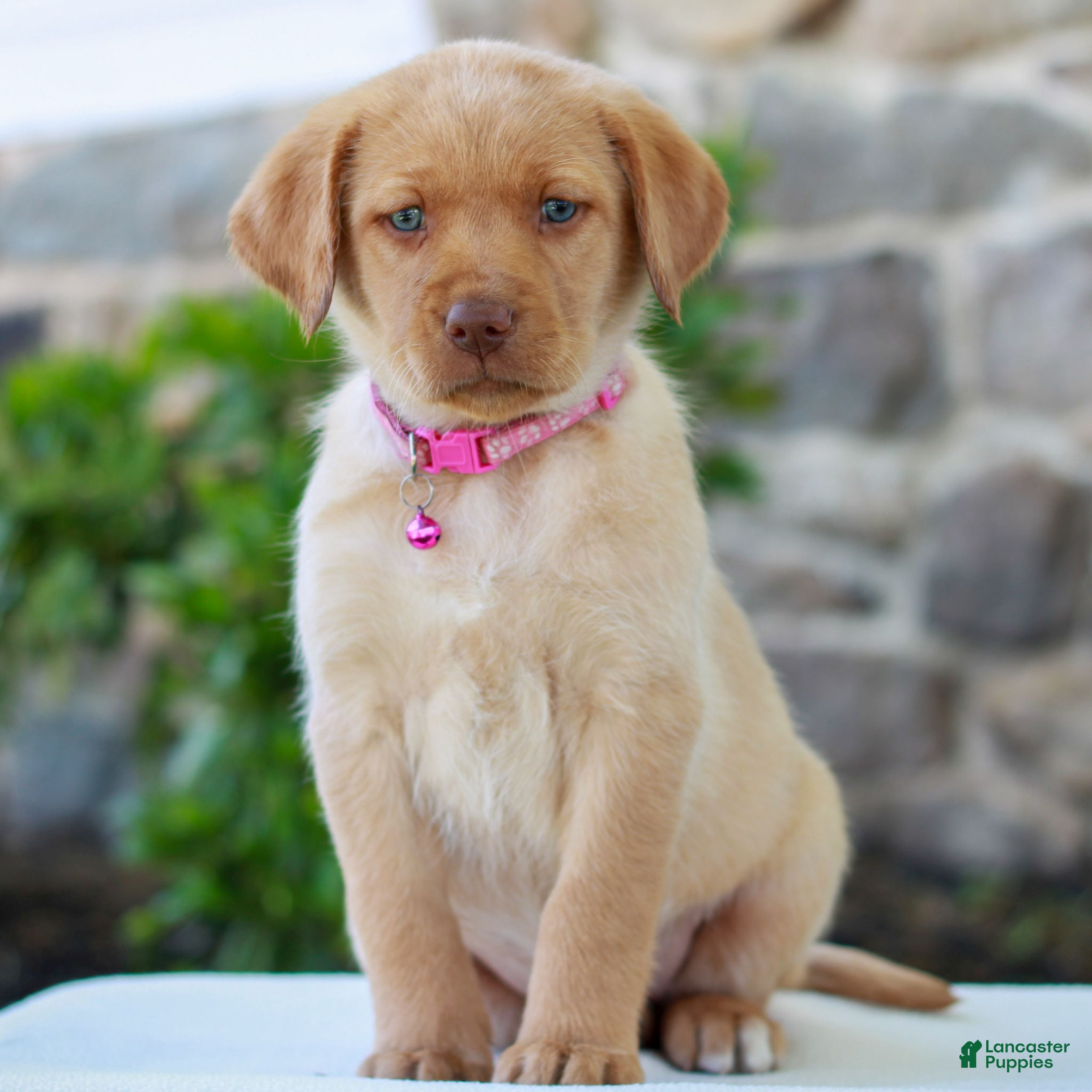 Labrador Retriever dogs for sale: Tammy - Ad 2