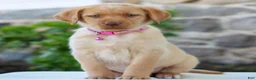 Labrador Retriever dogs for sale: Tammy - Ad 1