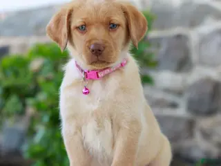 Labrador Retriever dogs for sale: Tammy - Ad 2