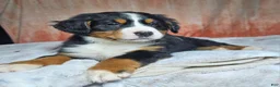 Bernese Mountain Dog dogs for sale: Dakota  - Ad 5
