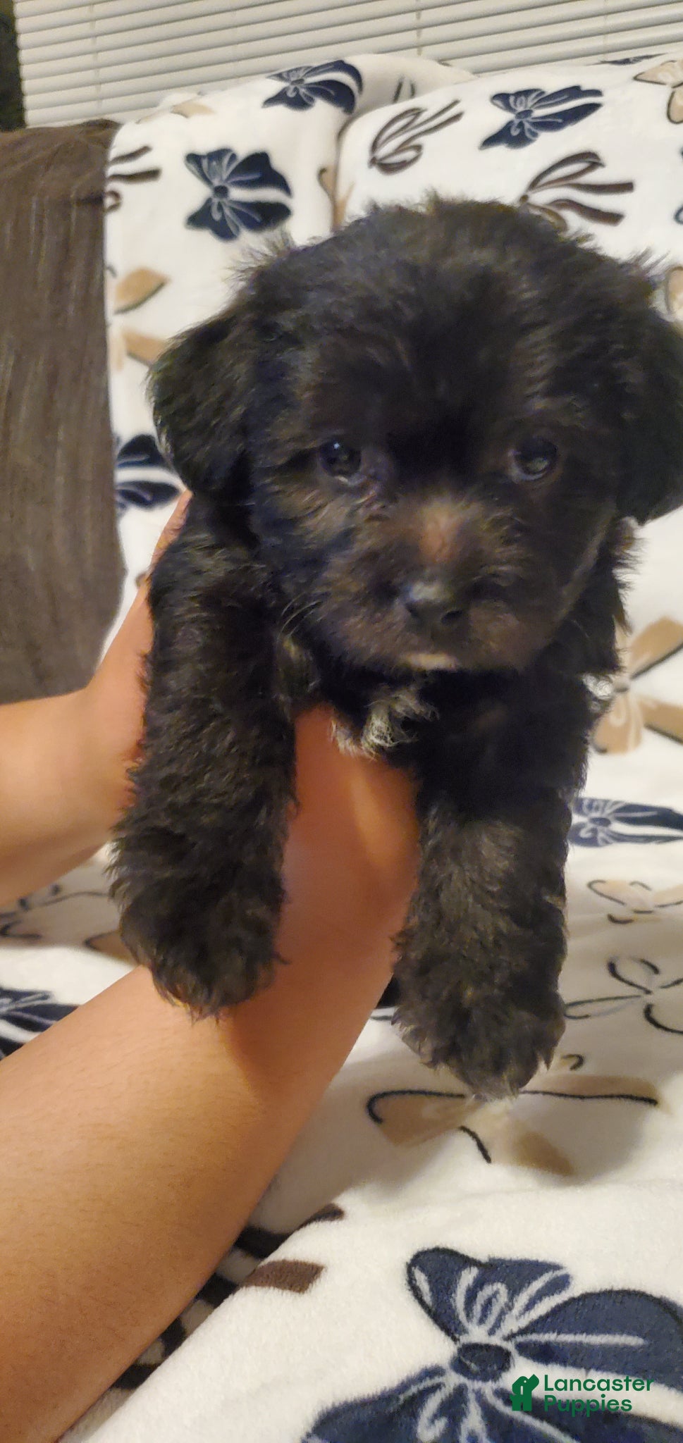 Mixed Breed dogs Mixed Breed Puppy 2 - Ad 28