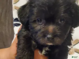 Mixed Breed dogs Mixed Breed Puppy 2 - Ad 28