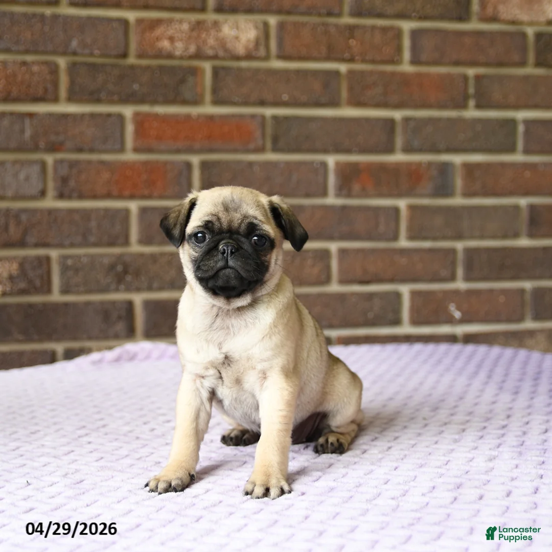 Pug dogs for sale: Wren - Ad 3