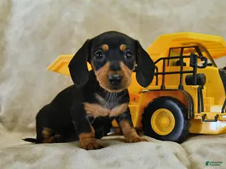 Dachshund dogs for sale: Petunia - Ad 2