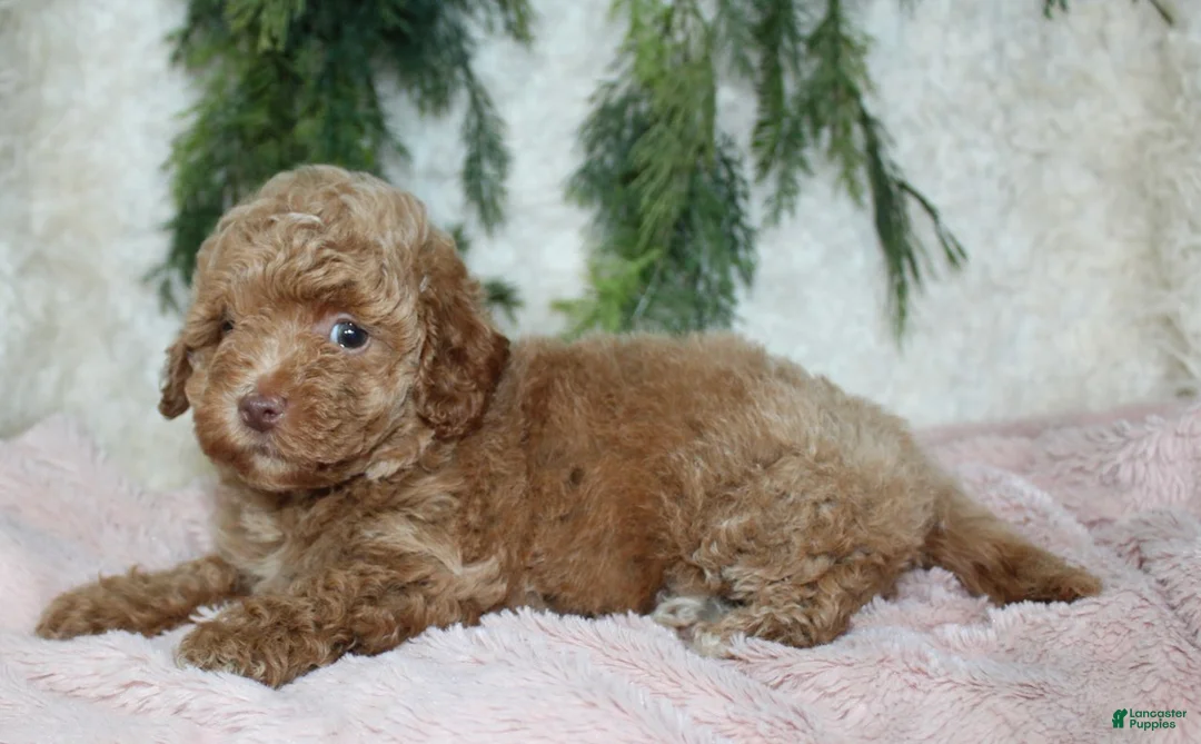 Toy Poodle dogs for sale: Toy Poodle 1 - Ad 4