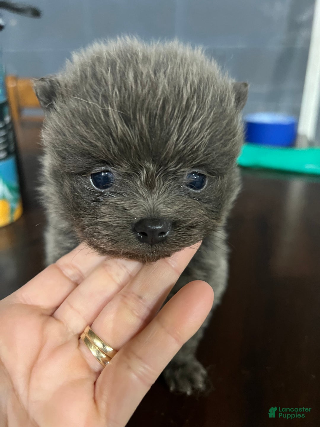 Pomeranian dogs for sale: Pomeranian Puppy 4 - Ad 1